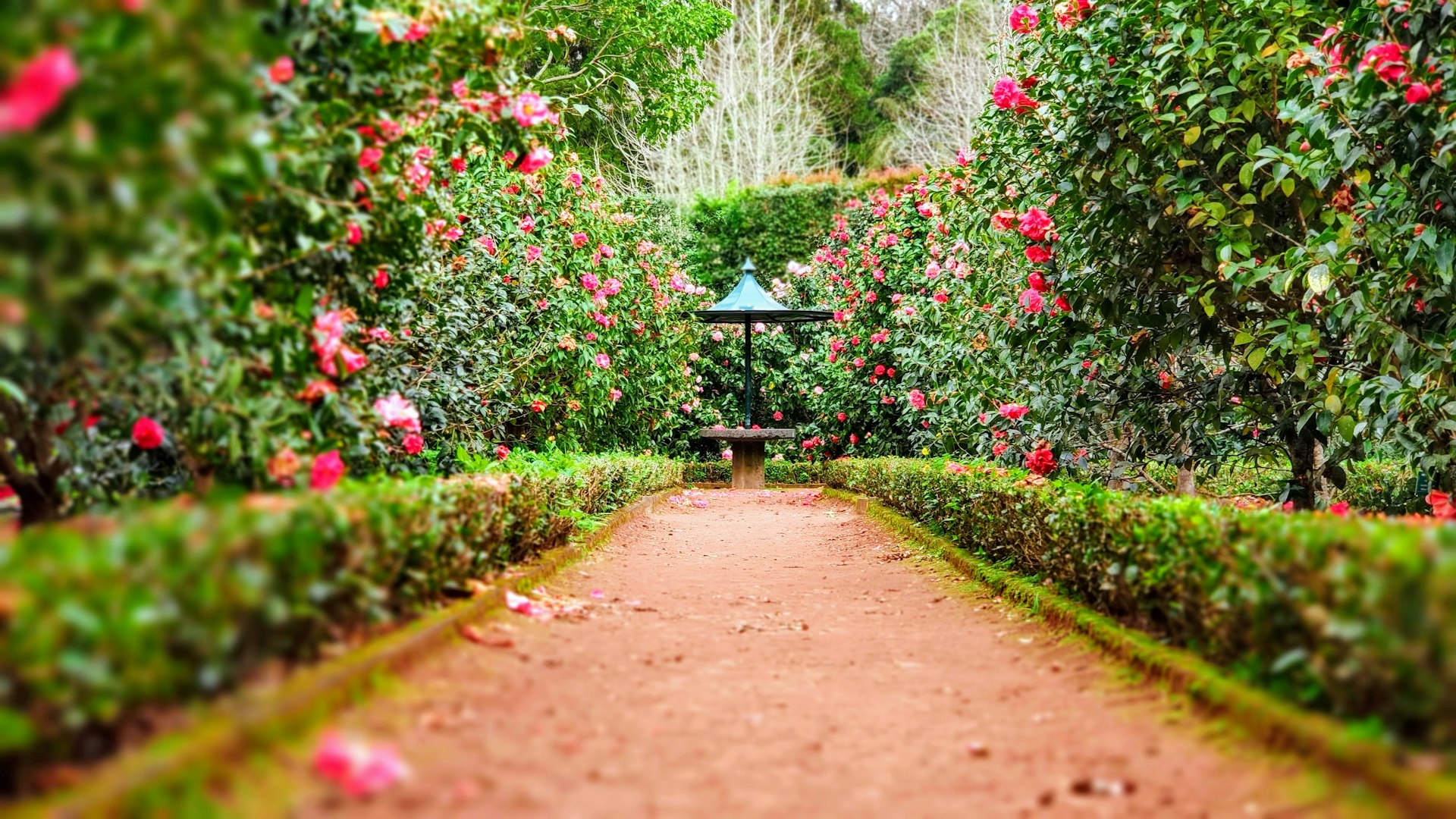 A neat garden path lined with flowering hedges