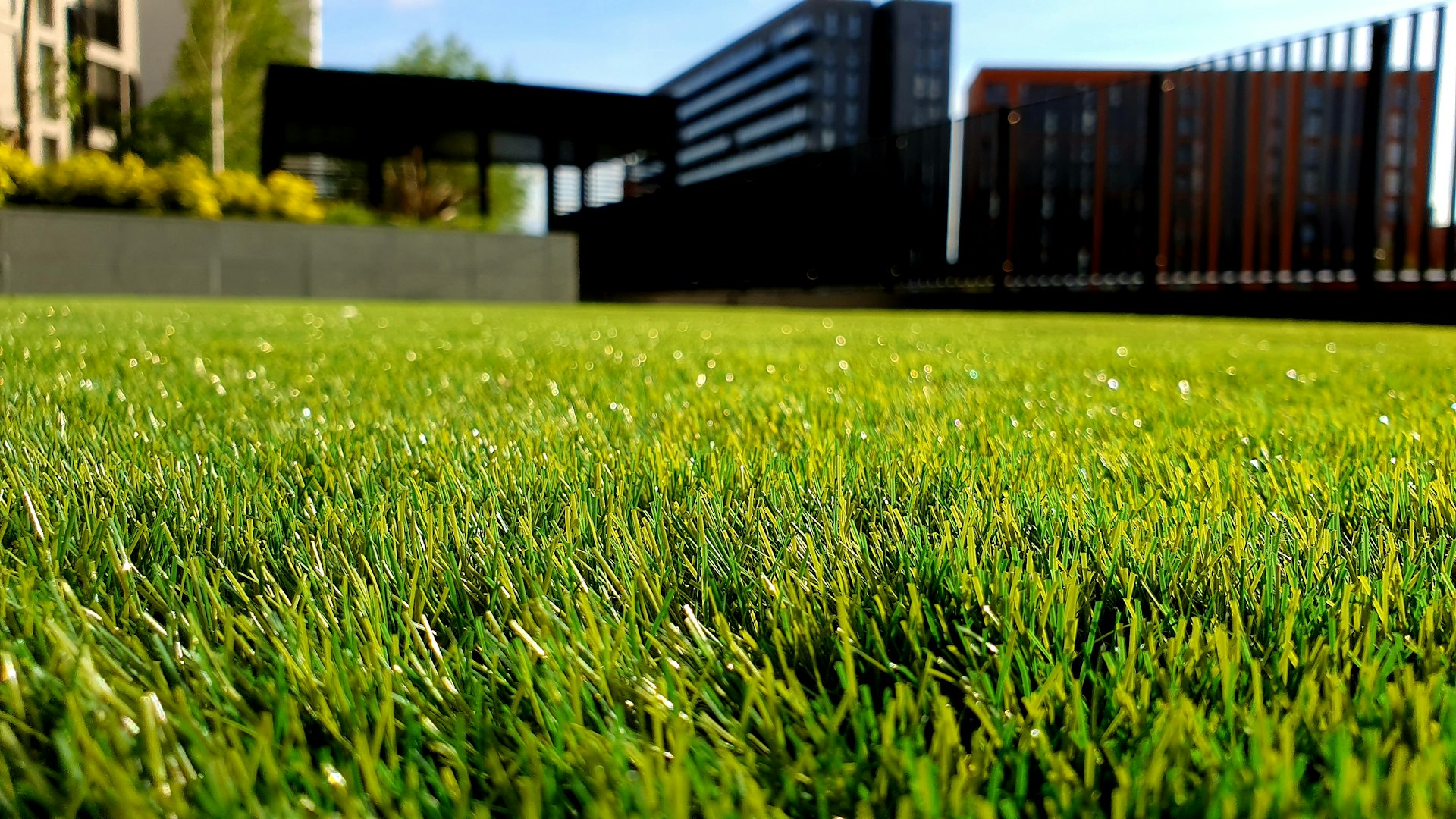 Close-up of thick, healthy green lawn