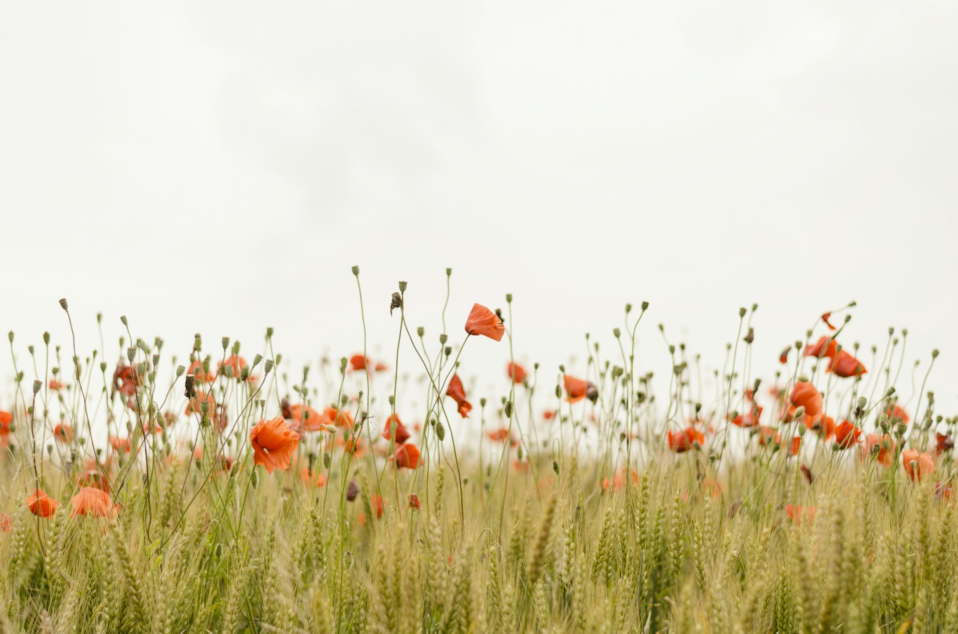 A field of orange poppies and tall grasses